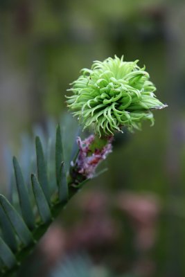Wollemia nobilis - wolemie vznešená - samičí šiška